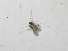 Polypedilum scalaenum thumbnail 4