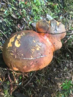 Burnt-orange Bolete thumbnail 3