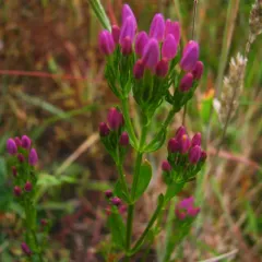 Common centaury thumbnail 3