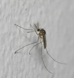 Sapphire-striped Mosquito thumbnail 3