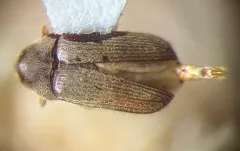 Trixagus carinicollis thumbnail 3