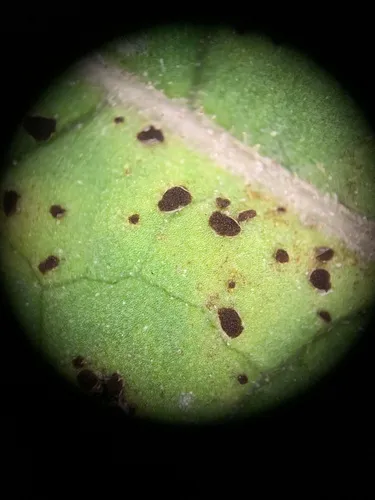 Puccinia bardanae