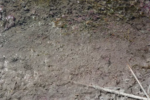 Lamprocystis purpurea