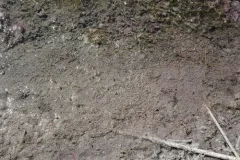 Lamprocystis purpurea thumbnail 1
