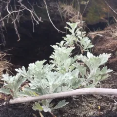 Hoary Mugwort thumbnail 3