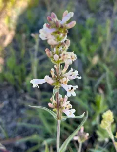 western whiteflower beardtongue thumbnail 2