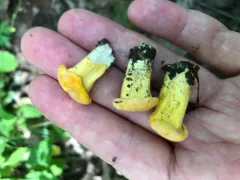 Smooth Chanterelle thumbnail 3