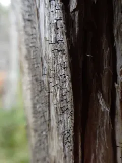 white ring stubble lichen thumbnail 3