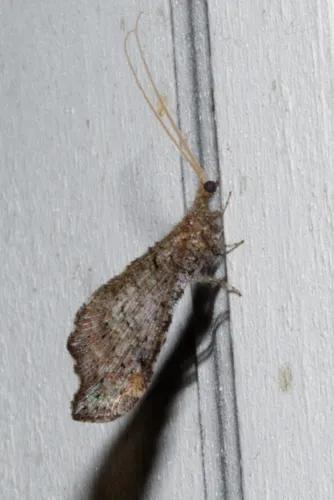 Lomamyia banksi