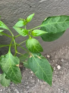 chili pepper thumbnail 3