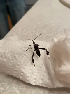 Leptoglossus zonatus thumbnail 1