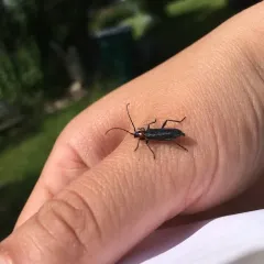 Pronocera collaris thumbnail 3
