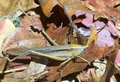 Broad-tipped Conehead thumbnail 4