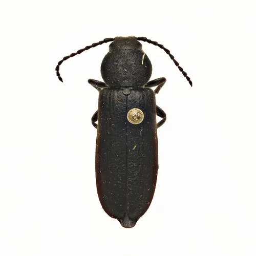 Black Spruce Borer