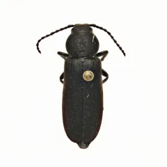 Black Spruce Borer thumbnail 1