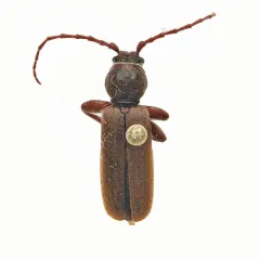 Eastern Larch Borer thumbnail 1