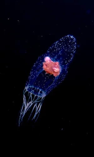 Leuckartiara octona