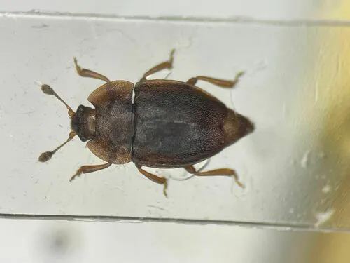 Epuraea nearctica