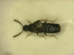 Dalotia coriaria thumbnail 1