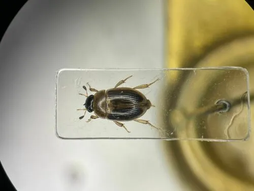 Cercyon laminatus