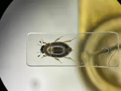 Cercyon laminatus thumbnail 1
