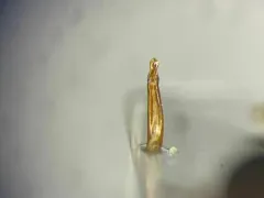 Larger Black Flour Beetle thumbnail 1