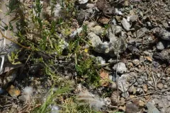 Krylov's Trefoil thumbnail 1