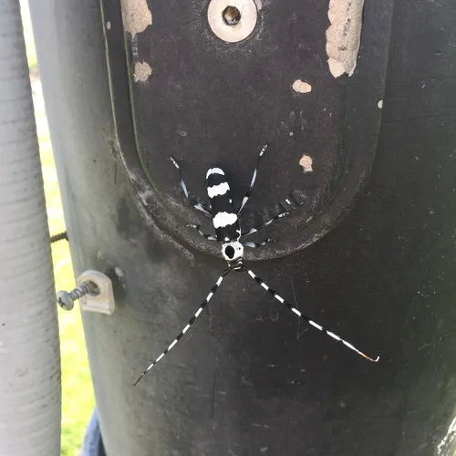 Banded Alder Borer