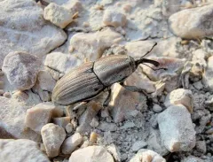 Clay-colored Billbug thumbnail 1