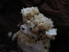 Tolypocladium inflatum thumbnail 3