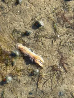 Coastal Mud Shrimp thumbnail 4