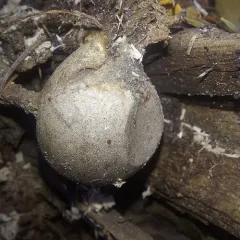 Lycogala flavofuscum thumbnail 2