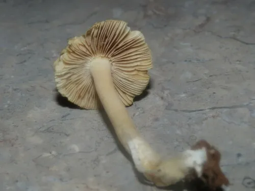 Inocybe melleiconica