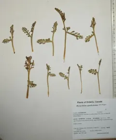 spathulate moonwort thumbnail 3