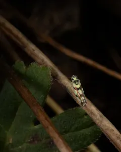 Eupteryx atropunctata thumbnail 3
