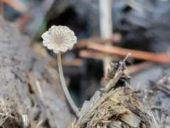 least inkcap thumbnail 2