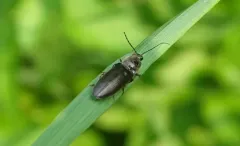 Hemicrepidius hemipodus thumbnail 2