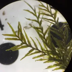 Water Pocket Moss thumbnail 1