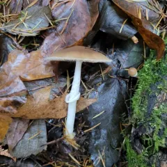 Ringed brittlestem thumbnail 4