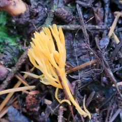 orange coral thumbnail 4