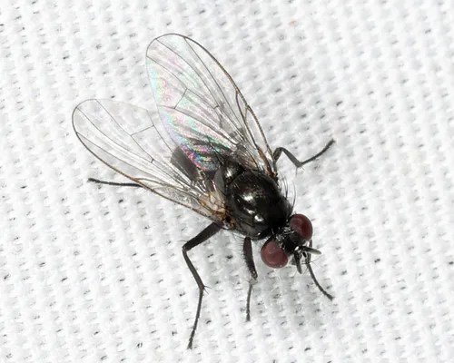 Hydrotaea floccosa