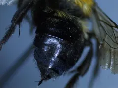 Melecta pacifica thumbnail 4