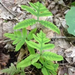 sensitive fern thumbnail 4