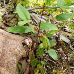 bog wintergreen thumbnail 2