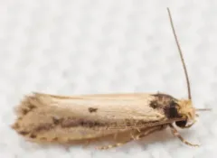 Dark-collared Tinea Moth thumbnail 4