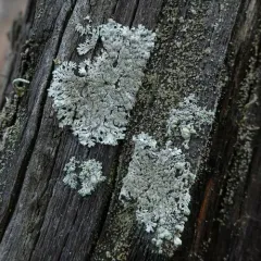 Salted Starburst Lichen thumbnail 4