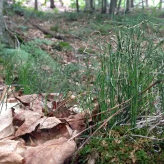 dwarf horsetail thumbnail 2