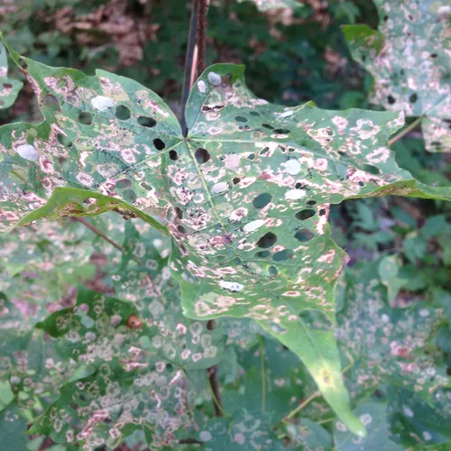 Maple Leafcutter Moth