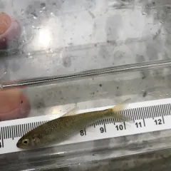 Common Shiner thumbnail 4