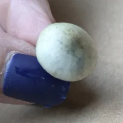 Cyclone Psilocybe thumbnail 4